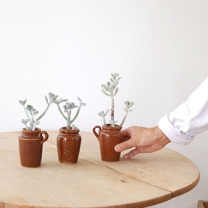 Echeveria フロスティー x antique イギリスジャー