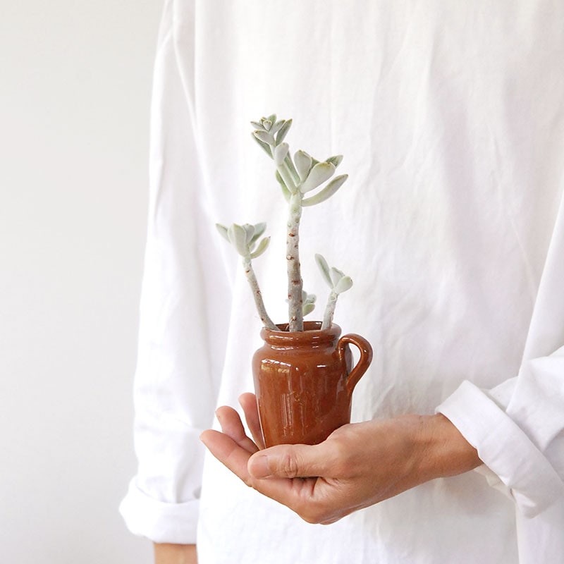 Echeveria フロスティー x antique イギリスジャー