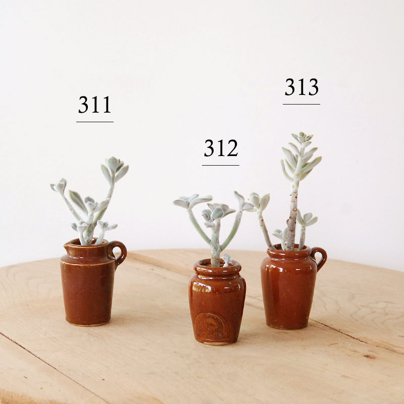 Echeveria フロスティー x antique イギリスジャー