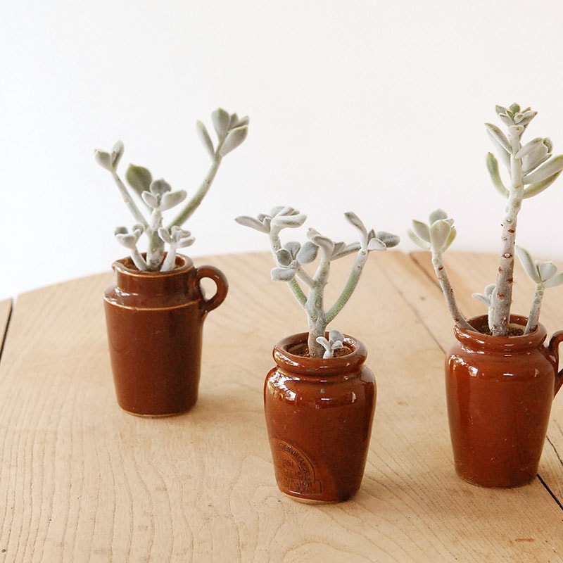 Echeveria フロスティー x antique イギリスジャー