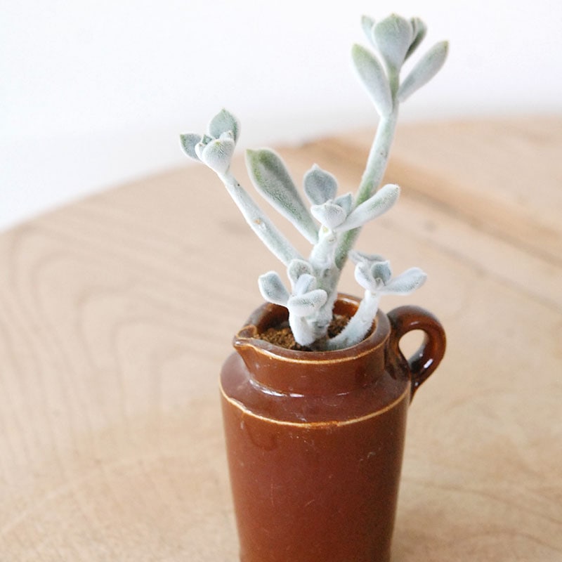 Echeveria フロスティー x antique イギリスジャー