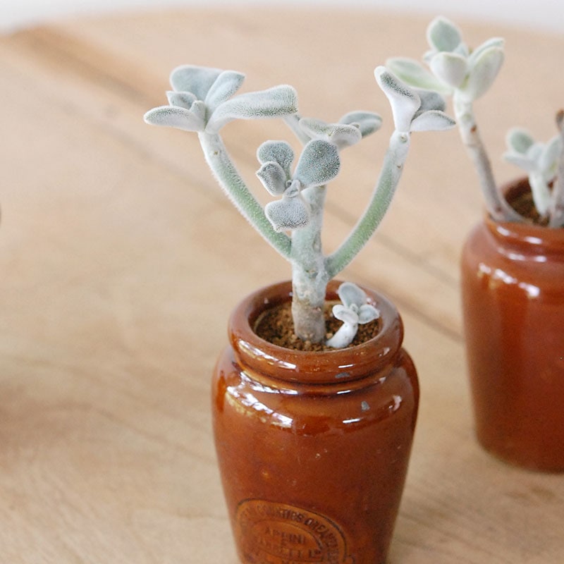 Echeveria フロスティー x antique イギリスジャー