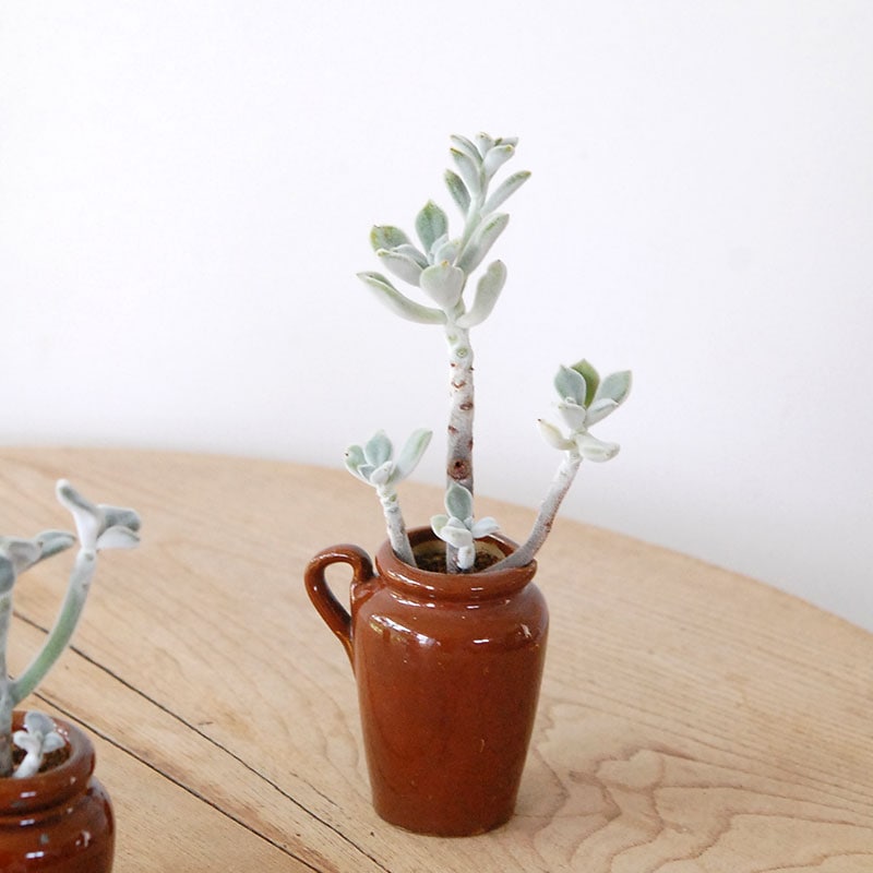 Echeveria フロスティー x antique イギリスジャー