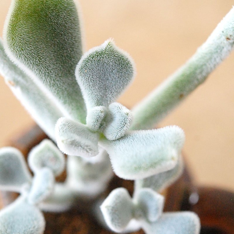 Echeveria フロスティー x antique イギリスジャー