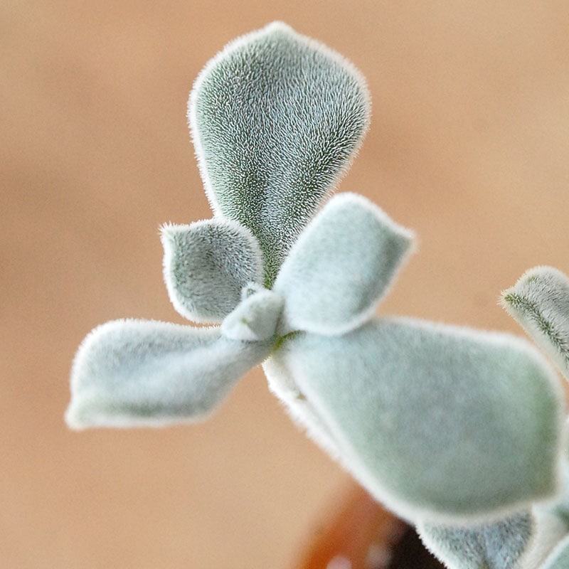 Echeveria フロスティー x antique イギリスジャー