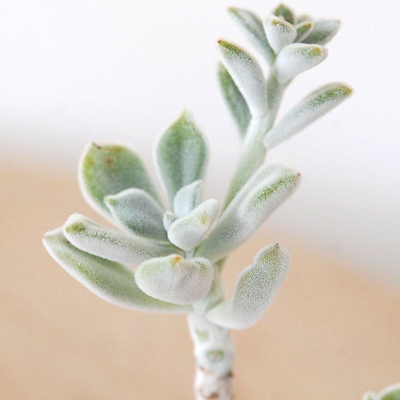 Echeveria フロスティー x antique イギリスジャー