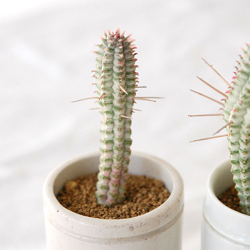 HOLIDAY SELECTION 』Euphorbia 白樺キリン x antique pot | 多肉植物