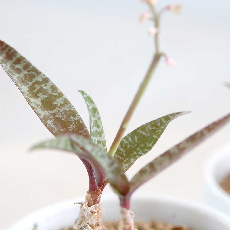 ビオラセラ / Ledebouria