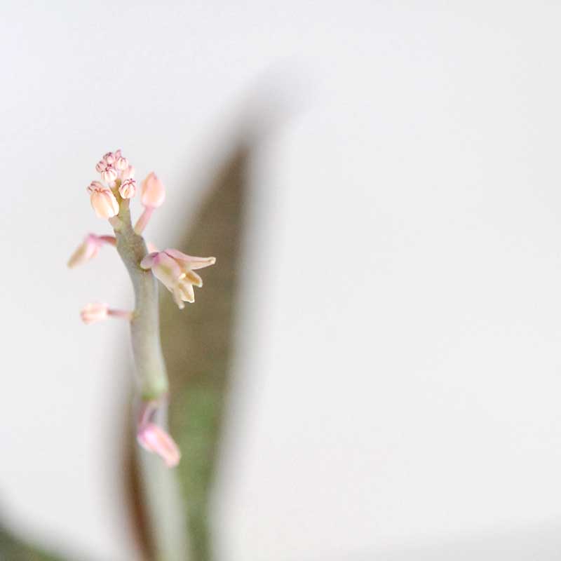 ビオラセラ / Ledebouria