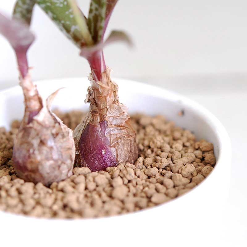 ビオラセラ / Ledebouria