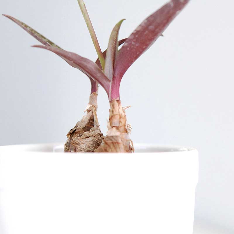 ビオラセラ / Ledebouria