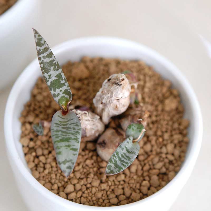 ビオラセラ / Ledebouria