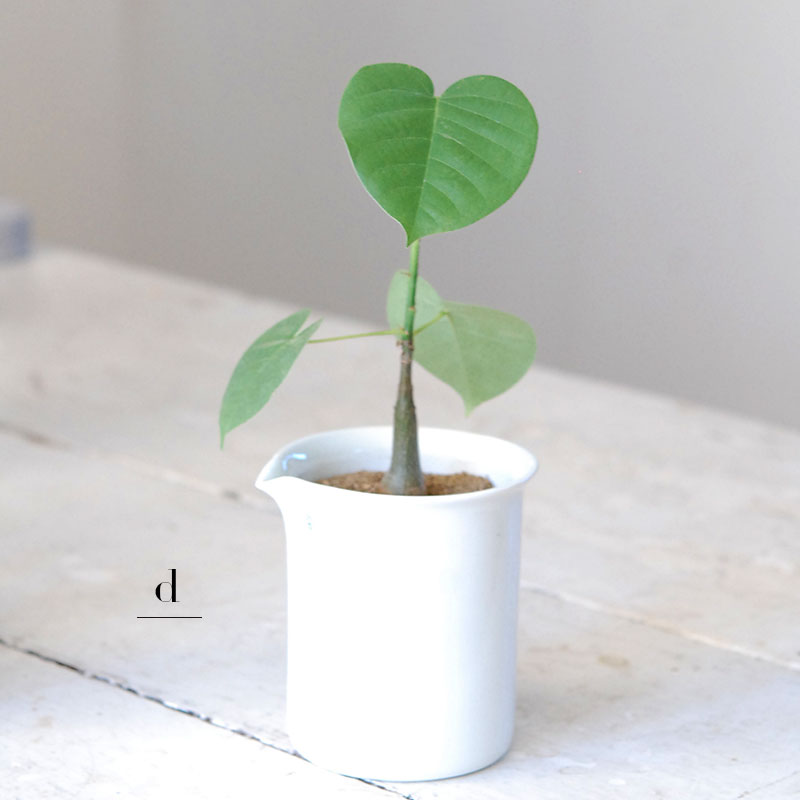 succulent x チェコJIPO