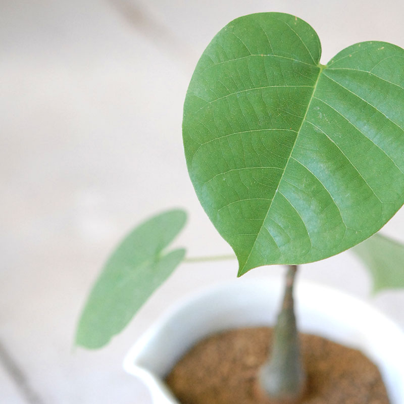 succulent x チェコJIPO