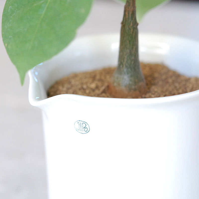 succulent x チェコJIPO