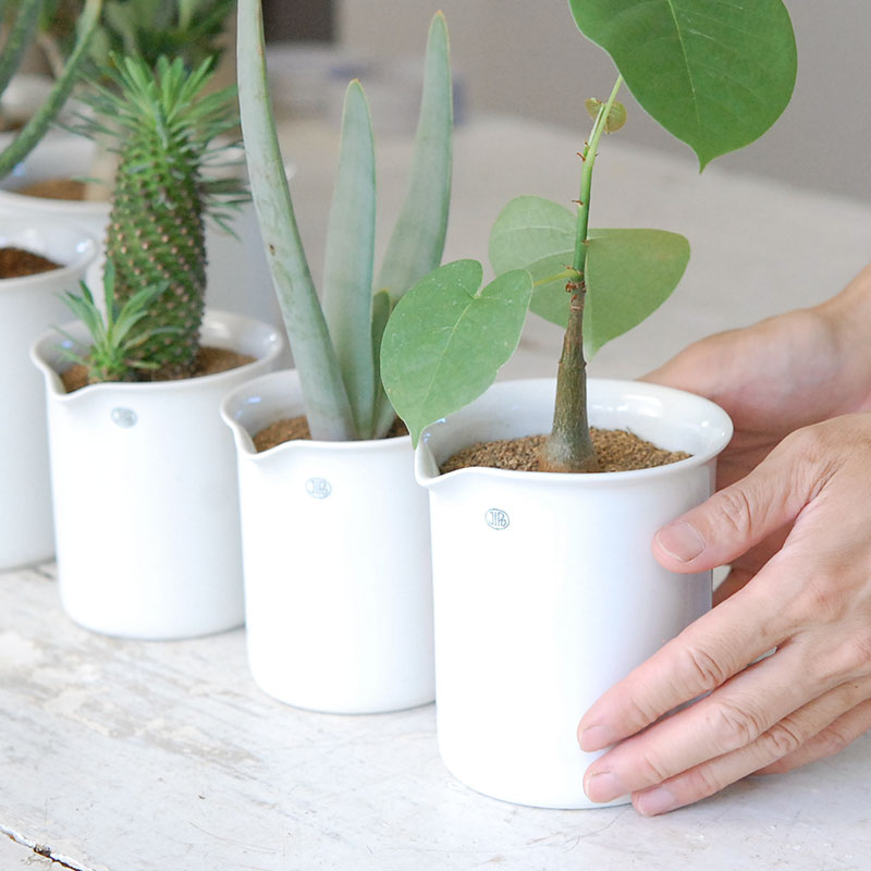 succulent x チェコJIPO