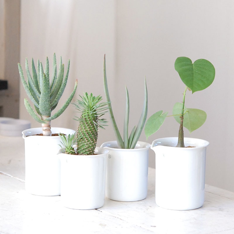 succulent x チェコJIPO