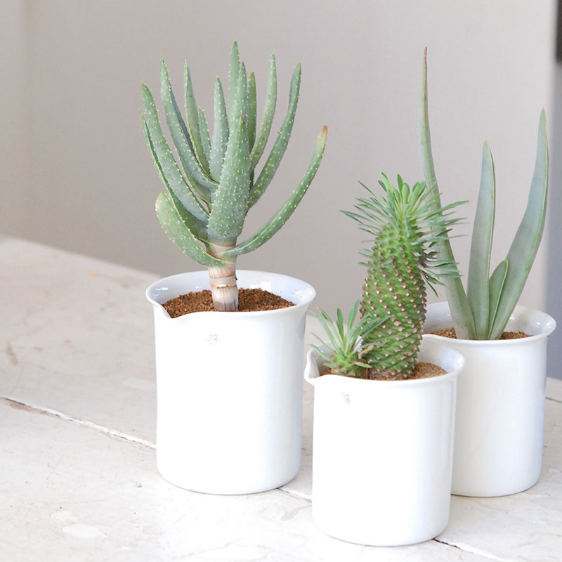 succulent x チェコJIPO