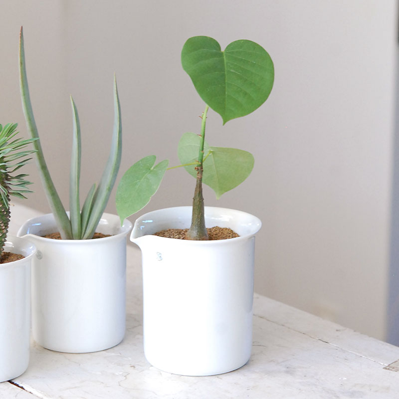 succulent x チェコJIPO