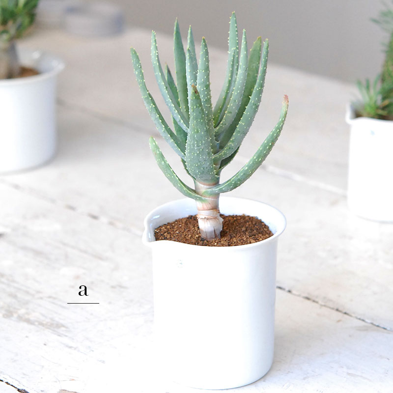 succulent x チェコJIPO