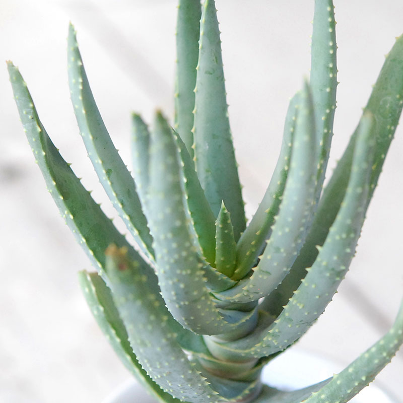 succulent x チェコJIPO