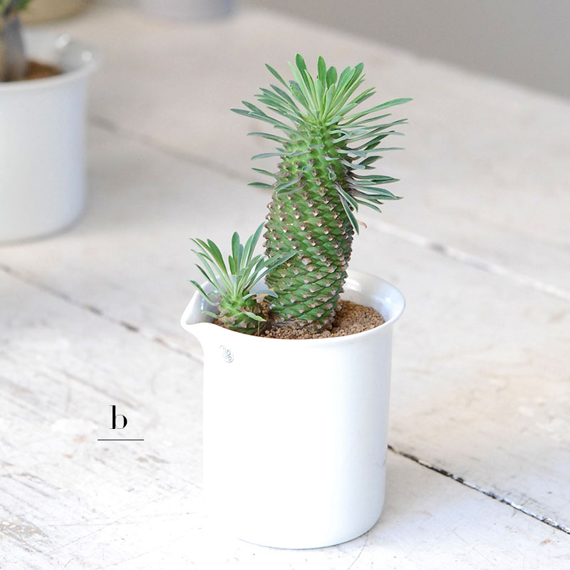 succulent x チェコJIPO