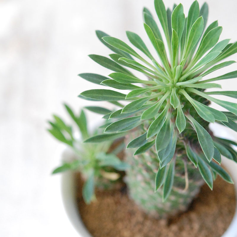 succulent x チェコJIPO