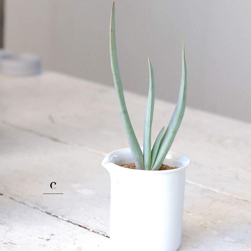 succulent x チェコJIPO