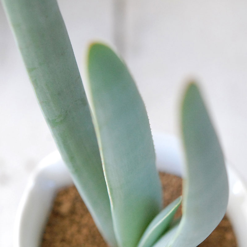 succulent x チェコJIPO