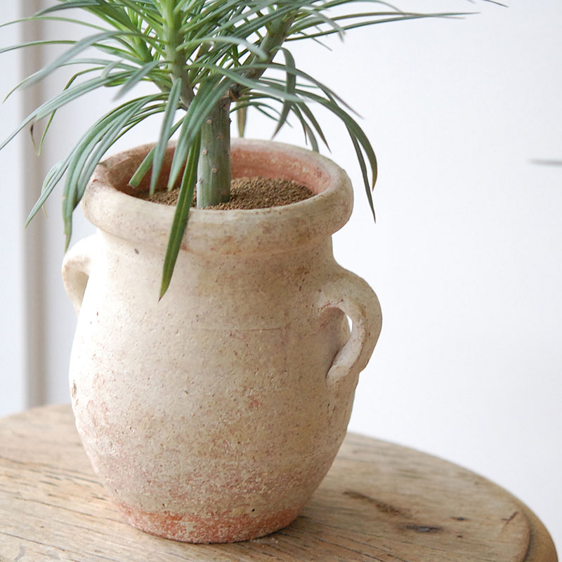 Senecio モンキーツリー x desert pot