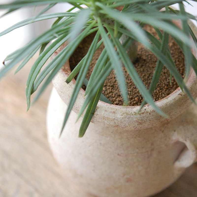 Senecio モンキーツリー x desert pot