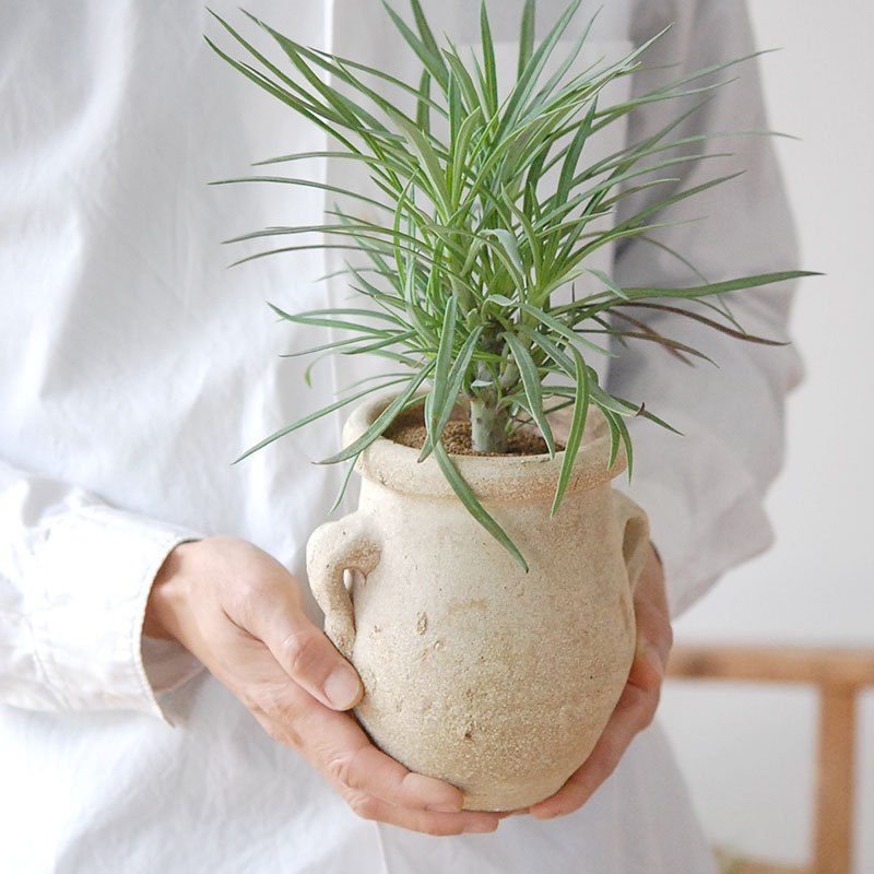 Senecio モンキーツリー x desert pot