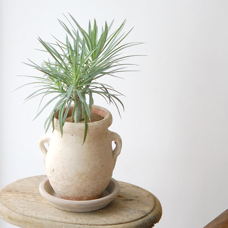 Senecio モンキーツリー x desert pot