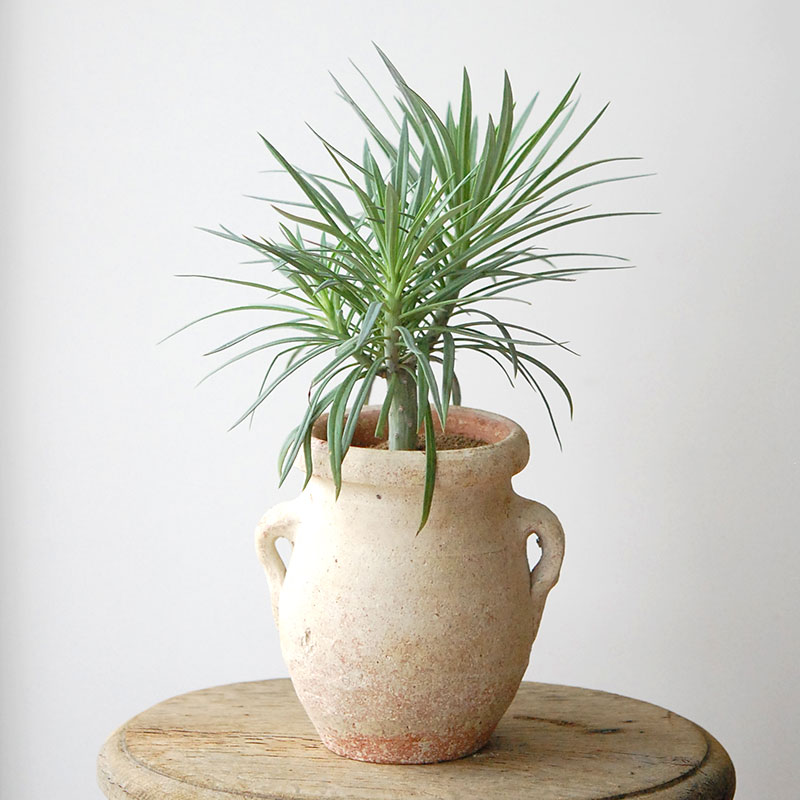 Senecio モンキーツリー x desert pot