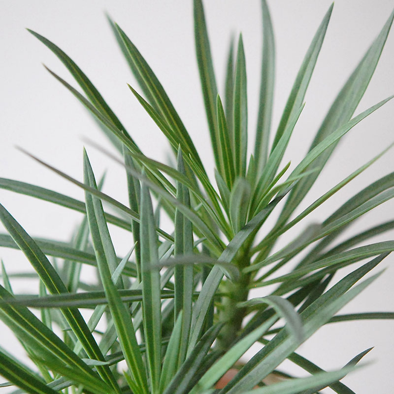 Senecio モンキーツリー x desert pot