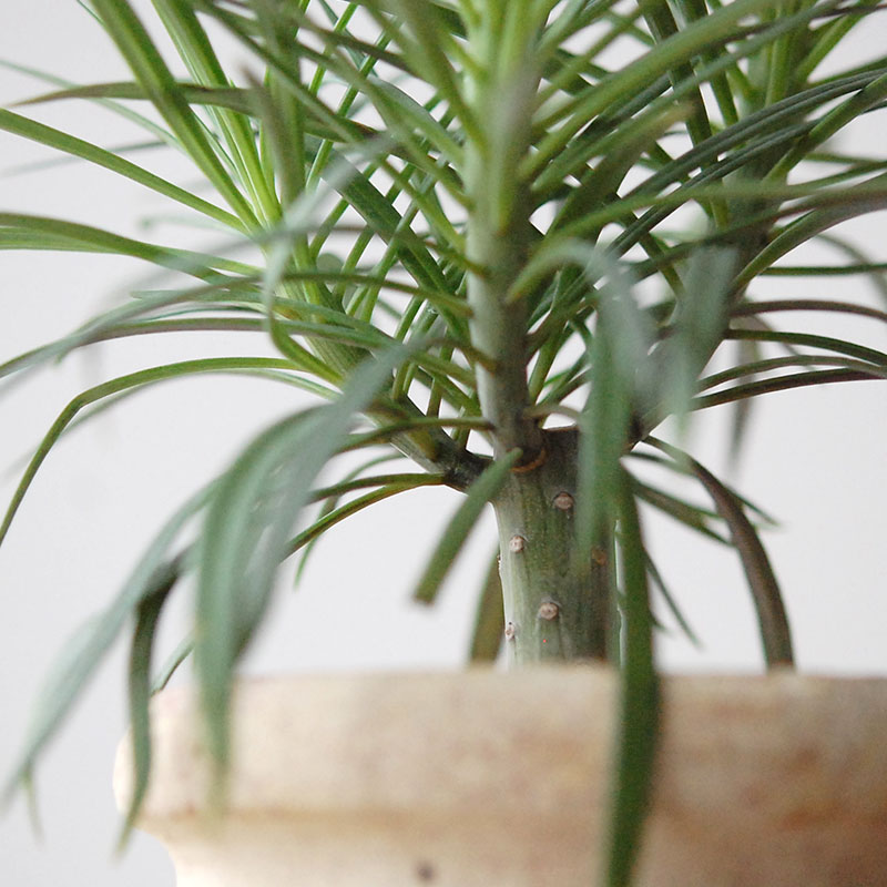 Senecio モンキーツリー x desert pot