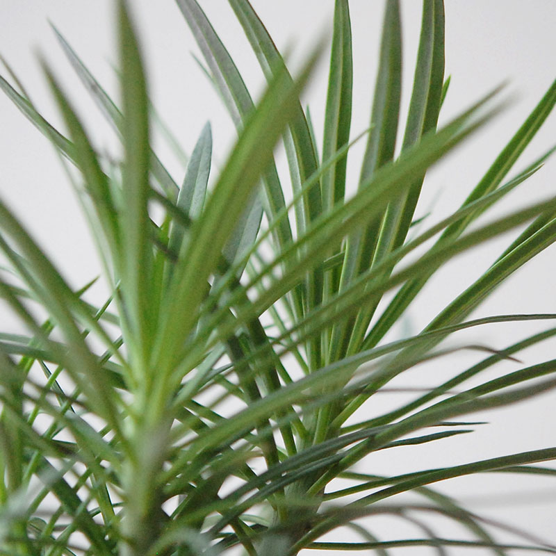 Senecio モンキーツリー x desert pot