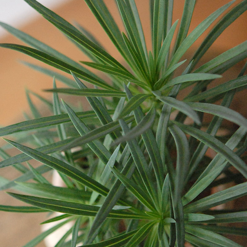 Senecio モンキーツリー x desert pot