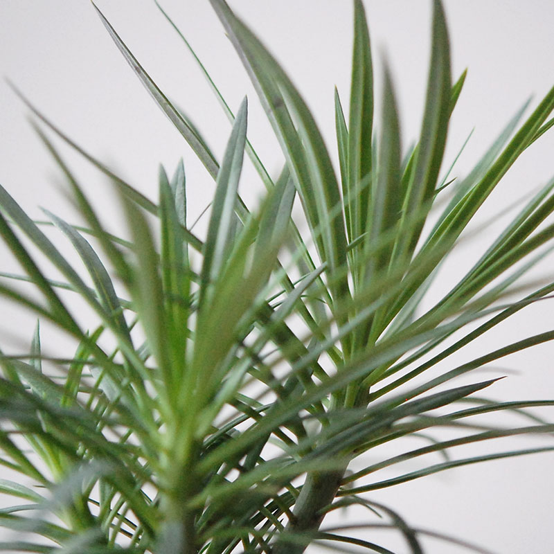 Senecio モンキーツリー x desert pot