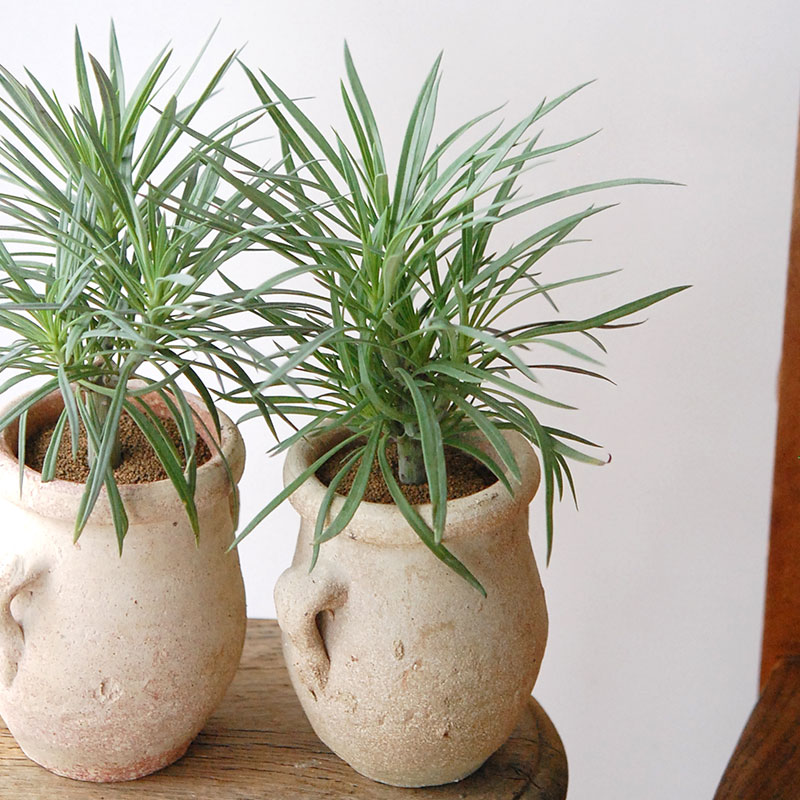 Senecio モンキーツリー x desert pot