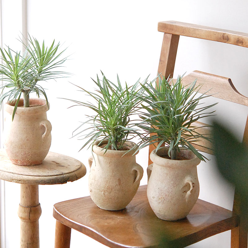 Senecio モンキーツリー x desert pot