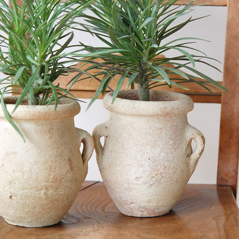 Senecio モンキーツリー x desert pot