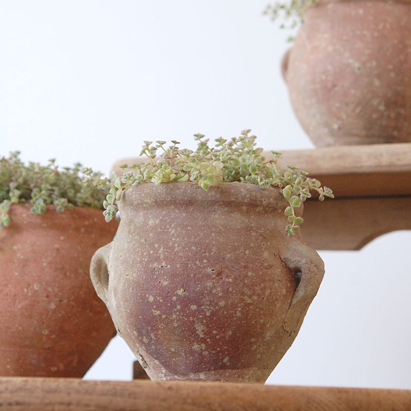 Crassula リトルミッシー x desert pot