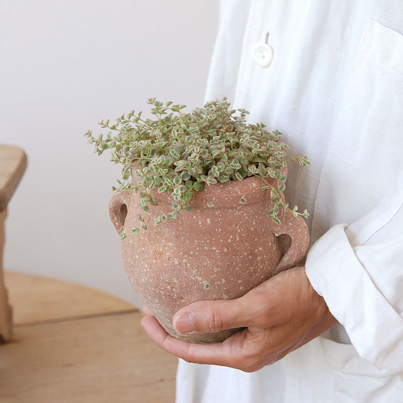 Crassula リトルミッシー x desert pot