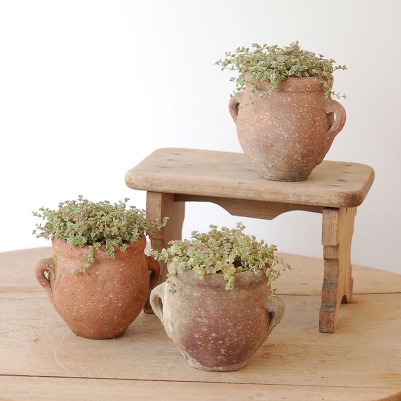 Crassula リトルミッシー x desert pot