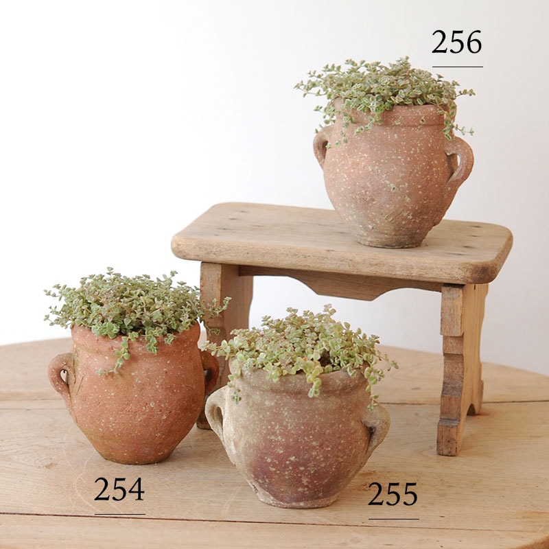 Crassula リトルミッシー x desert pot