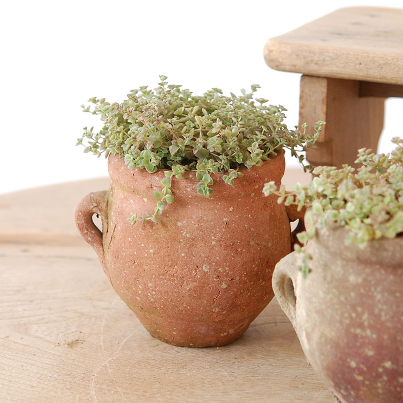 Crassula リトルミッシー x desert pot