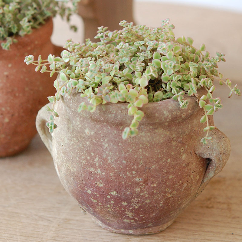 Crassula リトルミッシー x desert pot