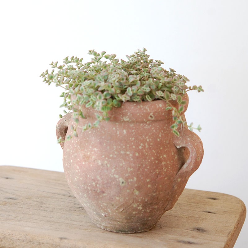 Crassula リトルミッシー x desert pot