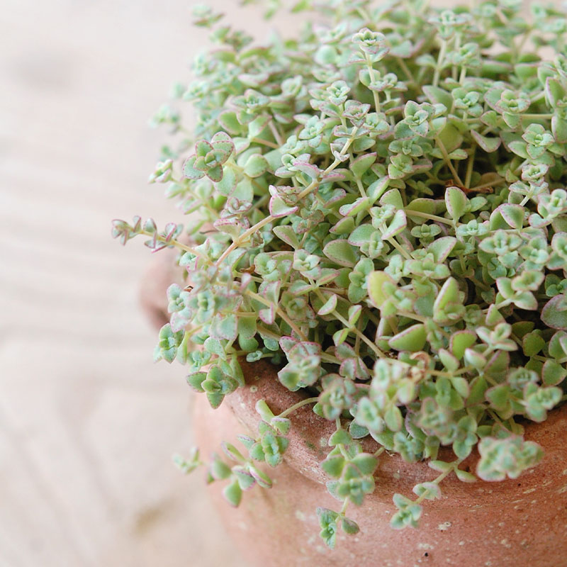 Crassula リトルミッシー x desert pot